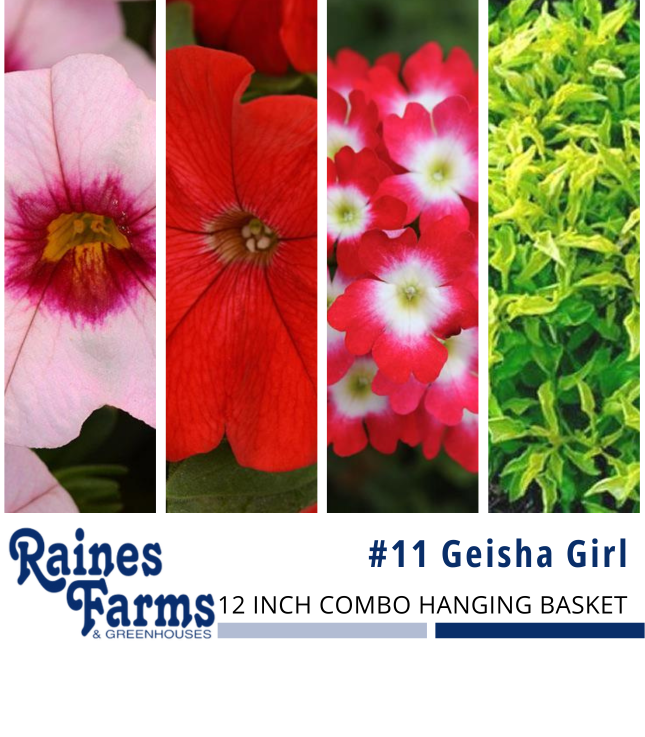 #11: Geisha Girl 12 Inch Combo Hanging Basket